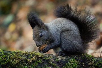 Naklejka na ściany i meble a dark gray or black squirrel holds nut or grain in its paws,process of eating, lunch time, against the background of fallen autumn leaves. wild animals in city parks, help animals in winter, feed.