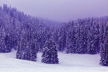 Purple surreal fir trees covered with snow in the fog
