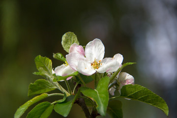 Apple Blossom