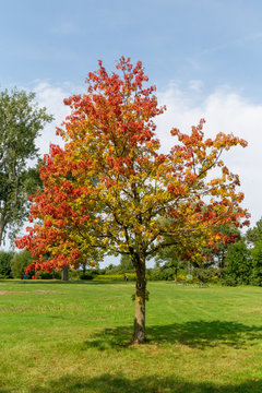 Herbsanfang auf Toronto Island