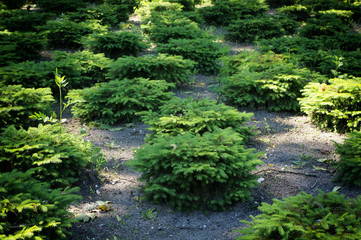 Green young fir trees in forest.