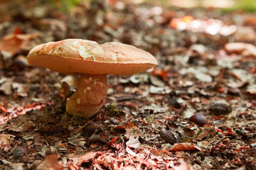 Forêt - Champignon