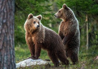 Brown bear  stands on its hind legs.  Scientific name: Ursus arctos. In the summer forest.