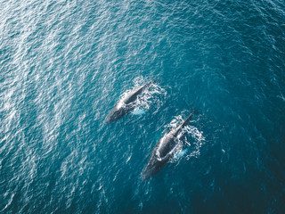 Aerial view of several humpback whales diving in the ocean with blue water and blow. Showing white...