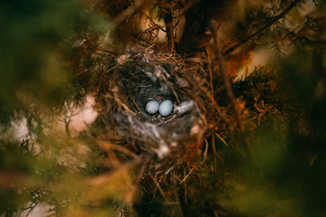 From above nest with small bird eggs placed on branches of thin conifer tree in forest
