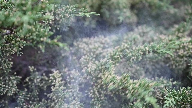 slow motion of pollen particles scattered through the air as the branch of the tree moves