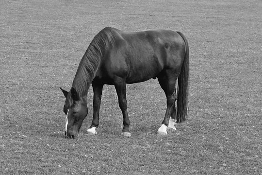 Black and white image of grazing black horse on the green Field. Black horse grazing tethered in a field. Horse eating in the green pasture. Black horse in a green field.