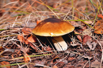 Natural white mushroom growing in a forest in the grass and old withered leaves. Edible mushroom with a brown hat
