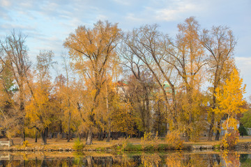 Fototapeta premium andscape with beautiful trees in yellow leaves by the river.