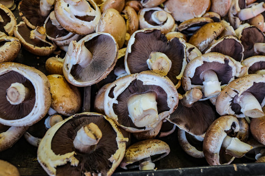 Background of Fresh Mushrooms.