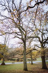 tree in the park