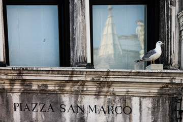marble cornice engraved above Piazza San Marco and resting a seagull in front of the windows in Venice, Italy