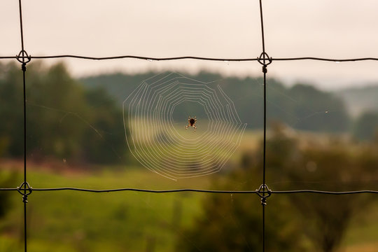 Spider's web on wire fence with blurred background - Powered by Adobe