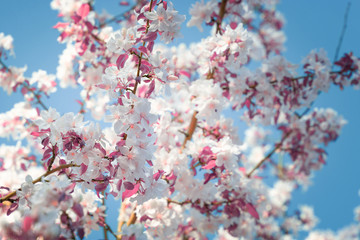 Bright colored beautiful blossom, cherry tree branches, selective focus