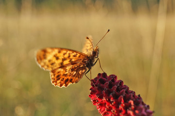 Schmetterlinge Deutschlands - Perlmuttfalter
