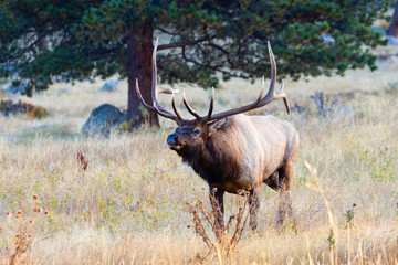 Herd of Elk on a Foggy Morning
