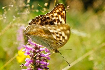 Schmetterlinge Deutschlands - Kaisermantel