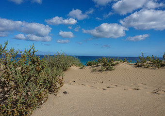 natural beach with green plants blue sky