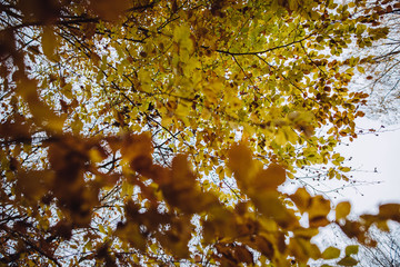 yellow maple leaves in autumn background