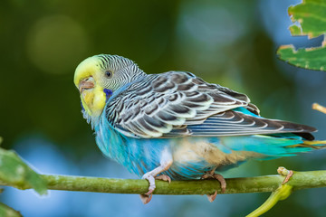 A beautiful light green parrot is sitting on a branch. Wildlife bird in the forest. Close-up.