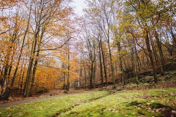road in the forest autumn fall