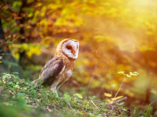 Barn owl (Tyto alba) sitting on ground in autumn forest by sunset. Barn owl by sunset. Owl in autumn forest.
