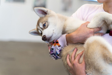 Little husky dog sit on women's hand in the room