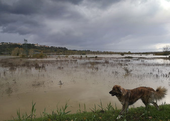 cane e alluvione