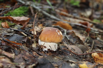 Mushroom picking. Edible white mushroom.