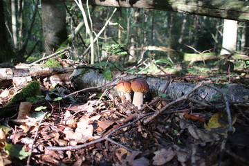 Mushroom picking. A few porcini mushrooms.