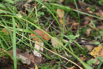 In the grass mushroom edible boletus.
