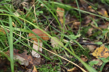 Mushroom picking.