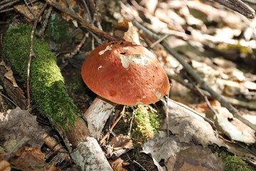 Mushroom picking.