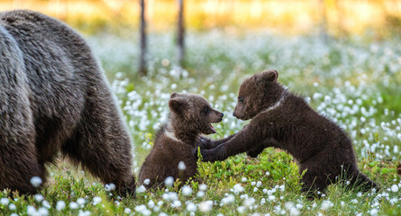 She-bear and playfull bear cubs. Cubs and Adult female of Brown Bear  in the forest at summer time. Scientific name: Ursus arctos.  White flowers on the bog in the summer forest. © Uryadnikov Sergey