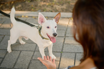 Dog Parson Russell Terrier breed is playing in green park with his owner. Summer time or beginning of autumn. Nature. Pet care and training concept.