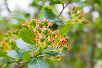 Blackberries begin to ripen on the Bush in early summer - 305547011