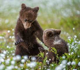 Brown bear cubs playing in the forest. Bear Cubs stands on its hind legs. Brown bear ( Scientific...