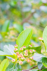 Blackberries begin to ripen on the Bush in early summer
