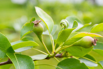 Pear fruits begin to ripen in early summer in the garden