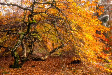 Autumn colored dwarf beech in Verzy forest near Reims, France - 305547072