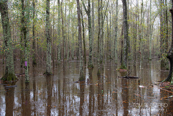 Flooded Forest