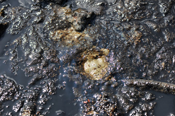 Spills of crude oil on the soil surface.