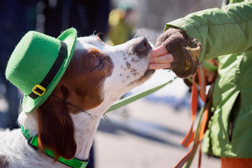Funny Irish Setter in green hat eat from hand of owner the treat, St.Patrick holiday party,...