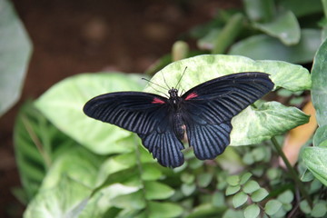 butterfly on flower