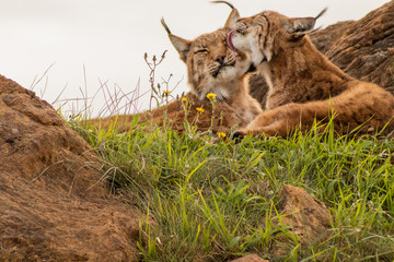 boreal lynx resting in its territory