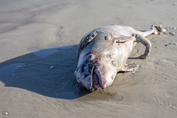 Dead dolphin on beach