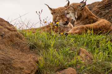 boreal lynx resting in its territory