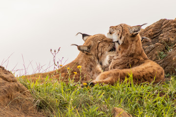 boreal lynx resting in its territory