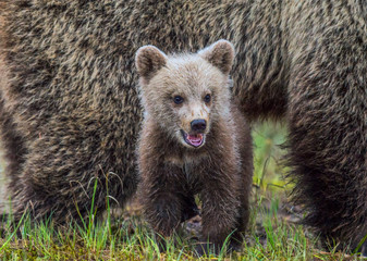 Naklejka na ściany i meble She-bear and bear-cub. Cub and Adult female of Brown Bear in the forest at summer time. Scientific name: Ursus arctos.