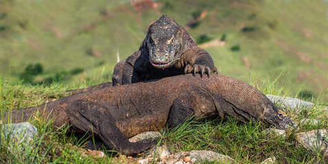 Fight of Komodo dragons for domination. Natural habitat. Scientific name: Varanus komodoensis....